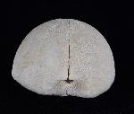 Hemipneustes striatoradiatus (LESKE 1778) - Bild © FossNet FossilienStore